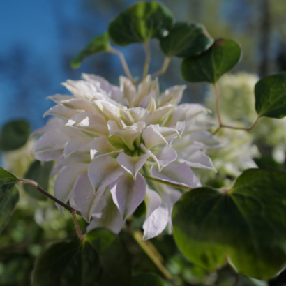Клематис Руриокоши (Clematis Ruriokoshi)