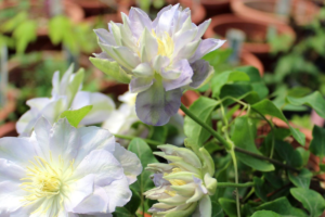 Клематис Руриокоши (Clematis Ruriokoshi)