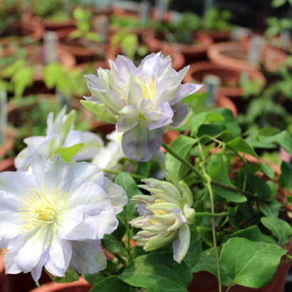 Клематис Руриокоши (Clematis Ruriokoshi)