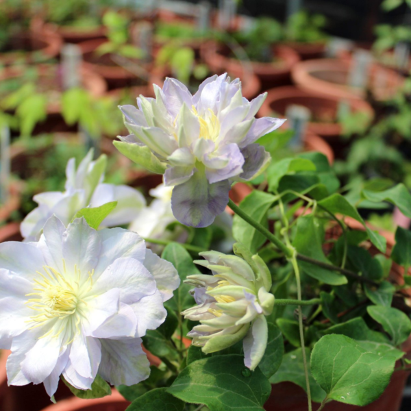 Клематис Руриокоши (Clematis Ruriokoshi)