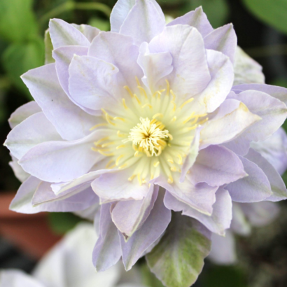 Саженцы Клематис Руриокоши (Clematis Ruriokoshi) Купить в Новосибирске.
