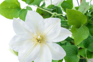 Саженцы Клематис Шираюкихиме (clematis shirayukihime) Купить в Новосибирске.