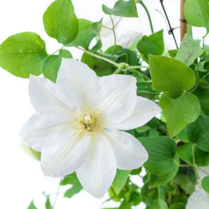 Саженцы Клематис Шираюкихиме (clematis shirayukihime) Купить в Новосибирске.