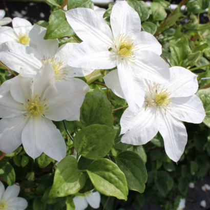 Клематис Шираюкихиме (clematis shirayukihime)