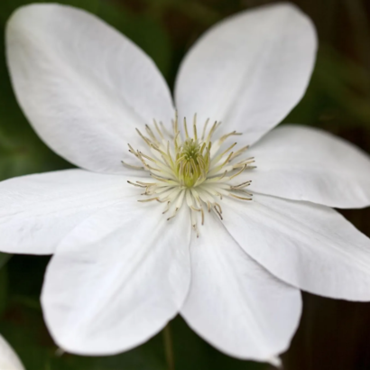 Клематис Шираюкихиме (clematis shirayukihime)