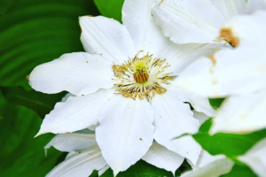 Клематис Шираюкихиме (clematis shirayukihime)