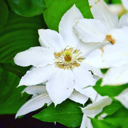 Клематис Шираюкихиме (clematis shirayukihime)