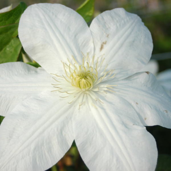 Клематис Шираюкихиме (clematis shirayukihime)