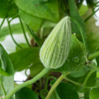 Клематис Шираюкихиме (clematis shirayukihime)