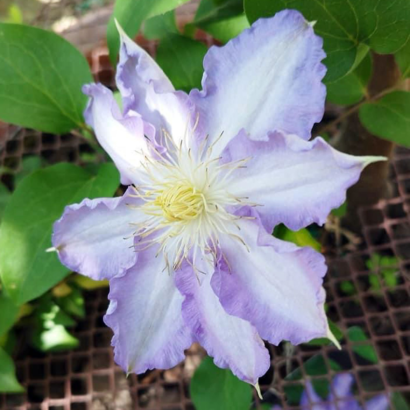 Клематис Тирислунд (Clematis thyrislund)