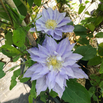 Клематис Тирислунд (Clematis thyrislund)