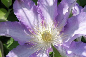 Саженцы Клематис Тирислунд (Clematis thyrislund) Купить в Новосибирске.