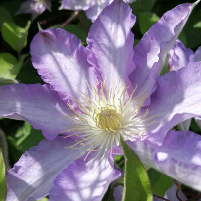 Саженцы Клематис Тирислунд (Clematis thyrislund) Купить в Новосибирске.