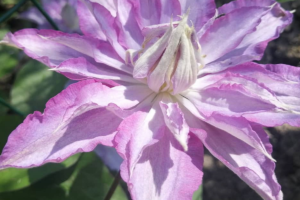 Саженцы Клематис Тирислунд (Clematis thyrislund) Купить в Новосибирске.