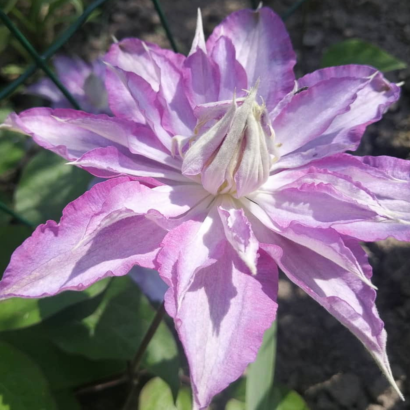 Саженцы Клематис Тирислунд (Clematis thyrislund) Купить в Новосибирске.