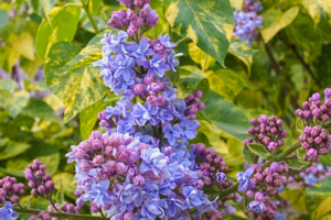 Саженцы, Сирень Аукубафолия (Aucubaefolia) купить Новосибирск, пышная сирень.