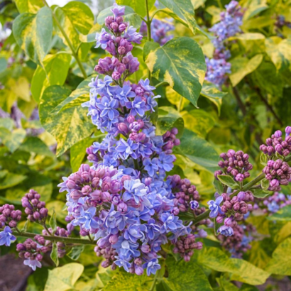Саженцы, Сирень Аукубафолия (Aucubaefolia) купить Новосибирск, пышная сирень.