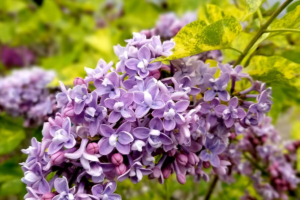 Саженцы, Сирень Аукубафолия (Aucubaefolia)