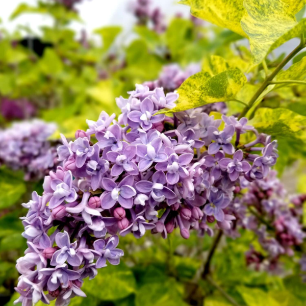 Саженцы, Сирень Аукубафолия (Aucubaefolia)