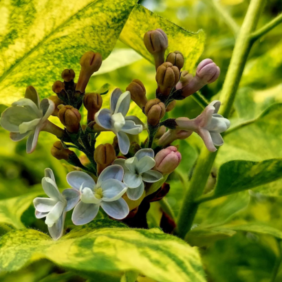 Саженцы, Сирень Аукубафолия (Aucubaefolia)