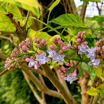 Саженцы, Сирень Аукубафолия (Aucubaefolia)