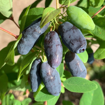 Жимолость Блю банан, (Blue Banana)<br>канадская, саженцы