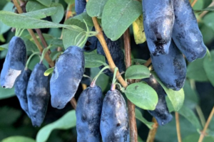 Жимолость Блю банан, (Blue Banana)<br>канадская, саженцы