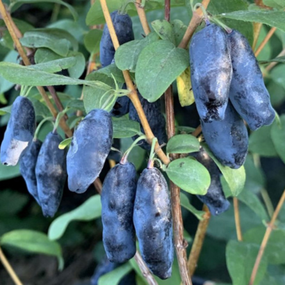 Жимолость Блю банан, (Blue Banana)<br>канадская, саженцы