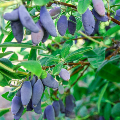 Жимолость Блю банан, канадская, (Blue Banana) саженцы