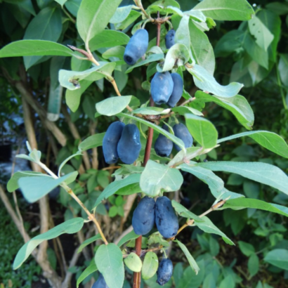 Жимолость Блю банан, (Blue Banana)<br>канадская, саженцы