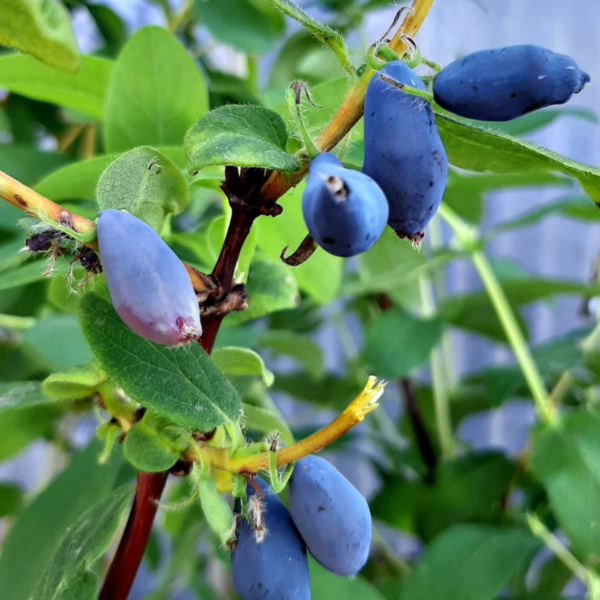 Жимолость Блю банан, (Blue Banana)<br>канадская, саженцы