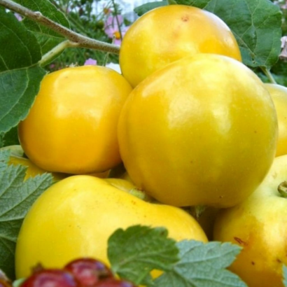 Яблоня Китайка Желтая (Золотая), cаженцы