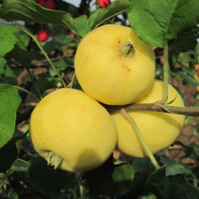 Яблоня Китайка Желтая (Золотая), cаженцы