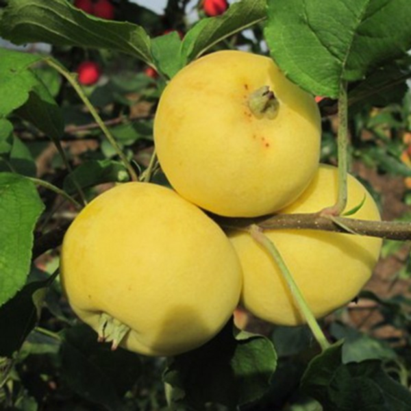 Яблоня Китайка Желтая (Золотая), cаженцы