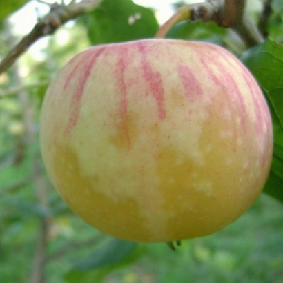 Яблоня Медовое (Медуница), cаженцы