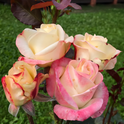 Роза Белла Перла (Rose Belle Perle) купить саженцы в Новосибирске.