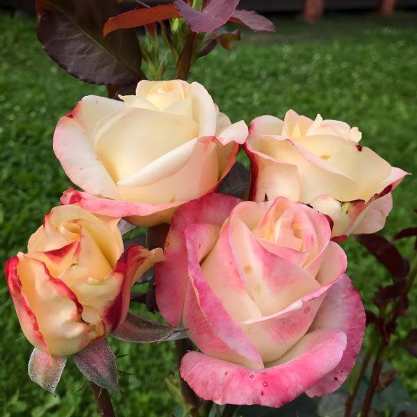 Роза Белла Перла (Rose Belle Perle) купить саженцы в Новосибирске.