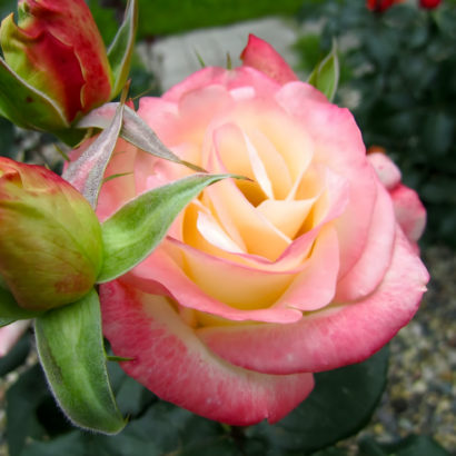 Роза Белла Перла (Rose Belle Perle) купить саженцы в Новосибирске.