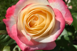 Роза Белла Перла (Rose Belle Perle) купить саженцы в Новосибирске.