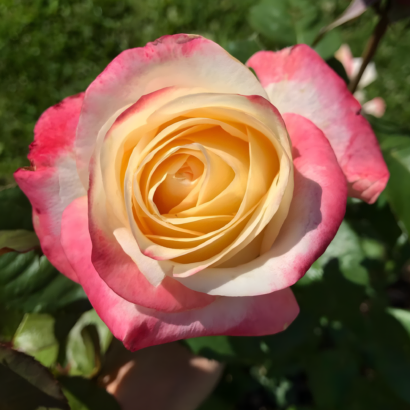 Роза Белла Перла (Rose Belle Perle) купить саженцы в Новосибирске.