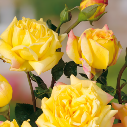 Роза Глория Дей (Rose Gloria Day) купить саженцы в Новосибирске.