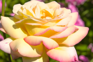 Роза Глория Дей (Rose Gloria Day) купить саженцы в Новосибирске.