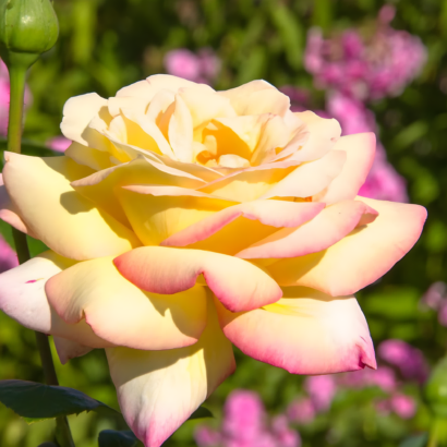 Роза Глория Дей (Rose Gloria Day) купить саженцы в Новосибирске.