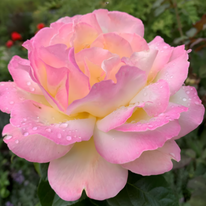 Роза Глория Дей (Rose Gloria Day) купить саженцы в Новосибирске.