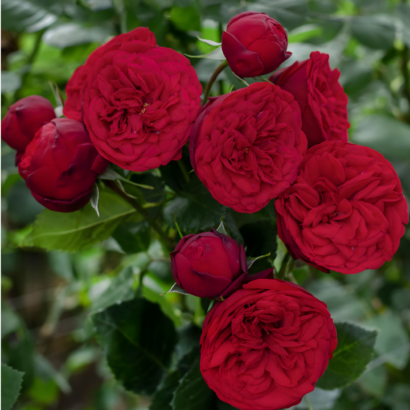 Роза Ред Пиано (Rose Red Piano) купить саженцы в Новосибирске.