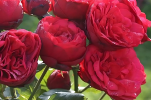 Роза Ред Пиано (Rose Red Piano) купить саженцы в Новосибирске.