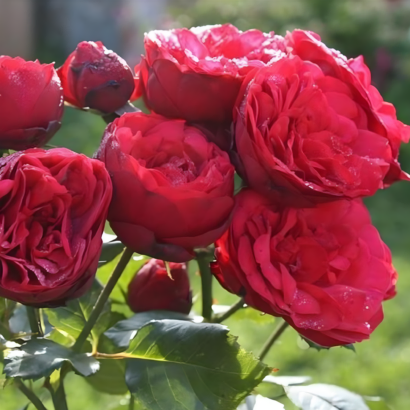 Роза Ред Пиано (Rose Red Piano) купить саженцы в Новосибирске.