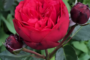 Роза Ред Пиано (Rose Red Piano) купить саженцы в Новосибирске.