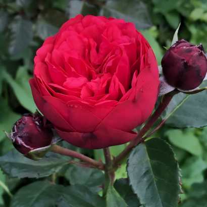 Роза Ред Пиано (Rose Red Piano) купить саженцы в Новосибирске.