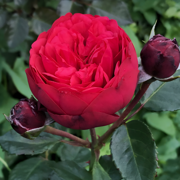 Роза Ред Пиано (Rose Red Piano) купить саженцы в Новосибирске.